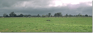 Cows and Pasture