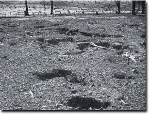 Image: Tunnel Erosion Dookie