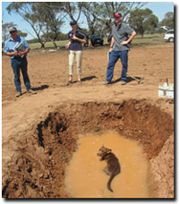 Photo: Dog in the soil pit!