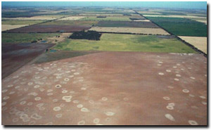 Photo: Landscape in the Birchip region showing gilgai microrelief.
