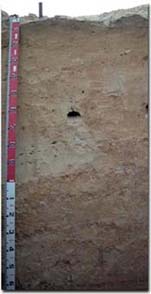 Photo: Sandy Calcarosol associated with dune near Walpeup.
