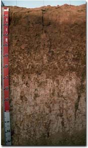 Photo: Calcarosol associated with swales near Walpeup.