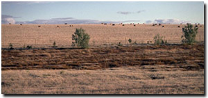 Photo: Salinity discharge at base of sand dunes near Hopetoun.