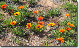 Photo:  Pest Plant Gazanias