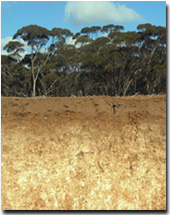 Photo: Calcarosol near Birchip.