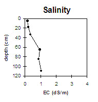 Photo: Soil Pit Site MP 19 salinity