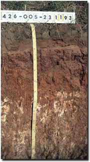 Photo: Site MP26 Soil Profile