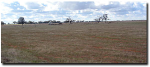Graph: Site ORZC13 Landscape