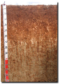 Photo: Site ORZC13 Profile