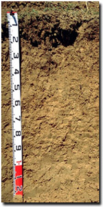 Photo: Site ORZC1 Profile