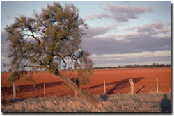 Photo: Buloke and Soil