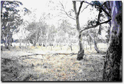 Photo: Alluvial terraces herb rich woodland on higher ground parallel to the river