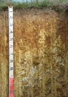 Soil pit site 1