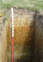 Soil pit site 3