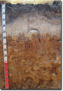 Photo:  Profile Photo Bet Bet soil pit 1