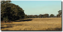 Photo: Lower terrace adjacent to present day Bet Bet Creek.