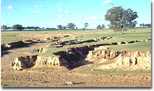 Gully Erosion