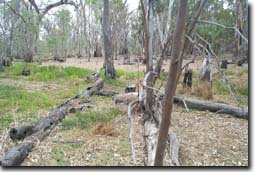 Photo: Gunbower Fence Track