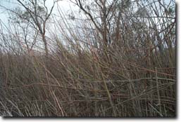 Photo: Johnsons Swamp