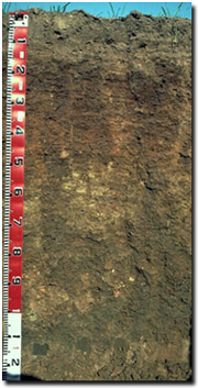 Photo: Soil Site LP108 Profile