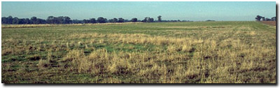 Photo: Soil Site LP110 Landscape
