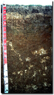 Photo: Soil Site LP110 Profile