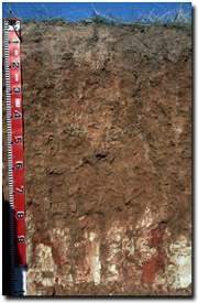 Photo: Soil Site LP111 Profile