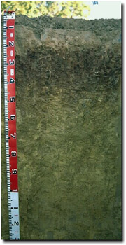 Photo: Soil Site LP113 Profile