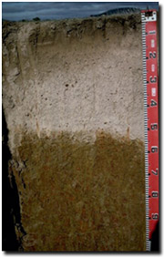 Photo: Site LP62 Soil Profile