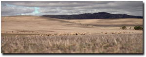 Photo: Soil Site LP63 Landscape