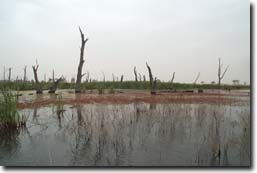 Photo: McDonald Swamp