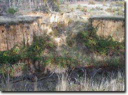 Photo: McHughs Gully June 2004