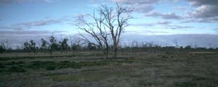 Salinity Affected area near Kerang