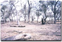 Photo: Fallen timber increases the habitat value of the site