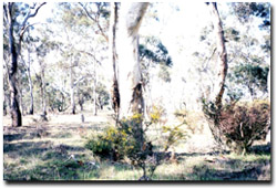 Photo: Lexton North Reserve