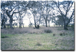 Photo: Merin Merin Swamp in spring 2002