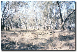Photo: Woodstock Reserve in spring 2002