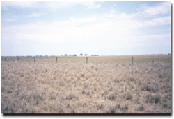 Photo: Elmore-Mitiamo Roadside Reserve in spring 2002