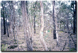 Photo: Pilchers Bridge Reserve