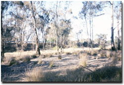 Photo: Yankee Creek Road Reserve. The Midland Highway is in the background 