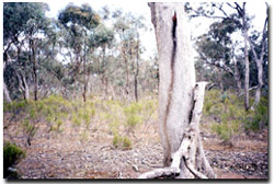 Photo: Runnymede Flora & Fauna Reserve in spring 2002