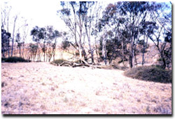 Photo: The Richardson River runs directly behind the stand of trees