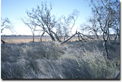 Photo: Looking over Lake Cope Cope from the western edge in spring 2002