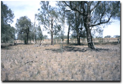 Photo: Bryce’s Buloke is only low quality habitat due to its small size and is surrounded by cropping
