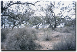 Photo: Box Swamp is dominated by Black Box trees and Tangled Lignum 