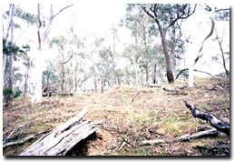 Photo: Large amounts of leaf litter are scattered across the site in response to dry seasonal conditions