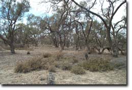 Photo: Wandella Forest