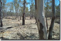 Photo: Woolshed Swamp