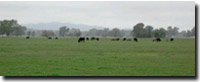 Photo: Unit ALF1 Landscape