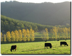 Photo: Land Use in the Bright Area